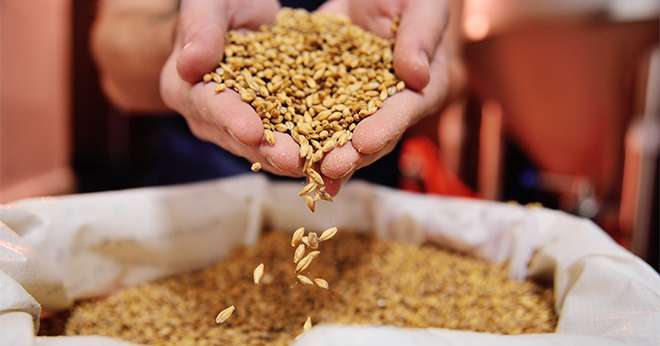  Boortmalt acquiert l’ensemble des activités de Cargill malt : 16 malteries situées dans 9 pays, près de 600 salariés, une capacité totale de production de 1,7 Mt. CP : Evgeniy Kalinovskiy/Adobe Stock.