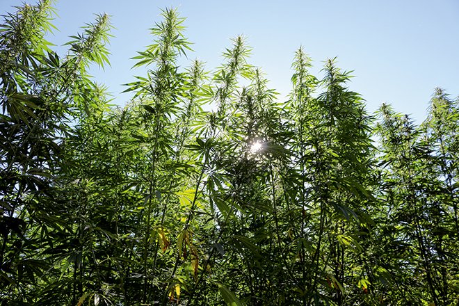 Des premiers essais de cannabis bien-être ont été effectués cette année pour la production de chanvre CBD. Photo : Chanvr’ Bio Détente