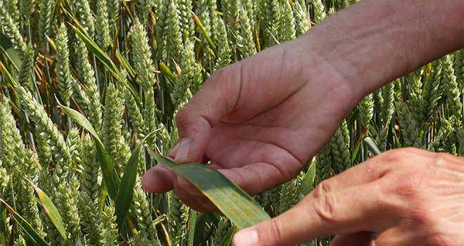 En se basant sur 167 essais, BASF indique que la nuisibilitée ajustée est de 14, 2 q/ha en blé en 2019. CP : BASF 