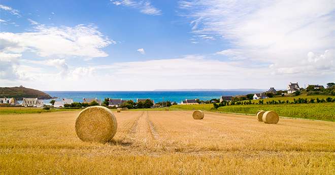 Les récoltes d’orge sont réalisées à 45 % sur l’ensemble de la Bretagne. CP : synto/Adobe Stock