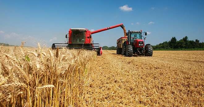 Les taux de protéines en orge d’hiver sont très bas cette année : 9,8% chez EMC2 et 10,3% à la Cal. Photo : X. BEGUET- Panorama 