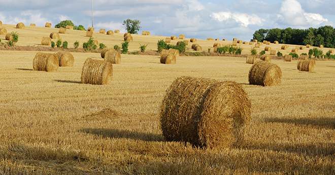 Au 10 juillet, la récolte des orges d’hiver se termine avec des rendements globalement satisfaisants. Photo : Ariane Citron / Adobe Stock