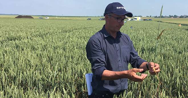 La nouvelle solution proposée par BASF à base d'isopropanol-azole protège les deux dernières feuilles de la septoriose.