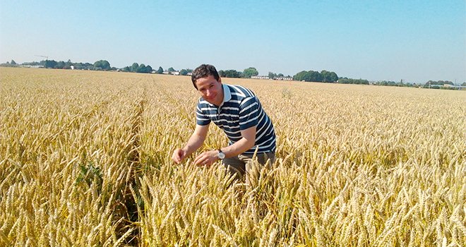 Avec d’autres chercheurs, le Dr Ali Siah travaille sur des extraits de betterave afin de lutter contre la septoriose du blé. CP : DR 