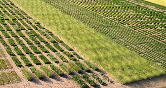 Les variétés tolérantes aux herbicides obtenues par mutagenèse ne sont pas considérées comme relevant de la directive OGM. CP : UFS