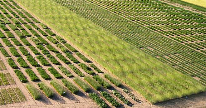 Les variétés tolérantes aux herbicides obtenues par mutagenèse ne sont pas considérées comme relevant de la directive OGM. CP : UFS