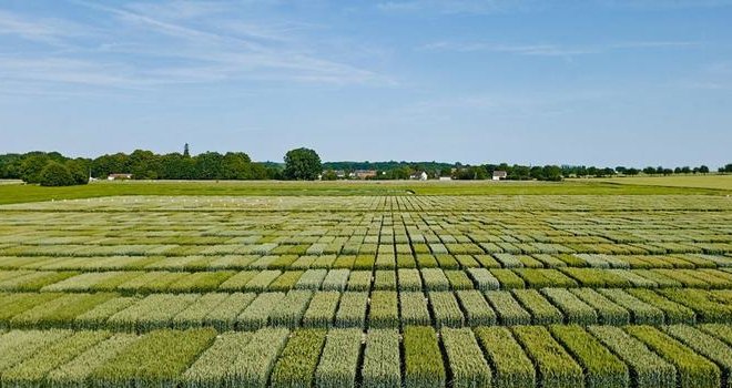 La nouvelle entité Asur Plant Breeding est l'obtenteur qui a inscrit le plus de variétés en blé tendre d'hiver depuis trois ans. CP : Saaten-Union