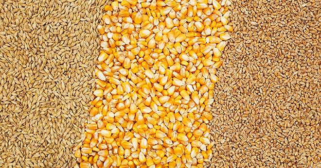 Background of corn and grains.