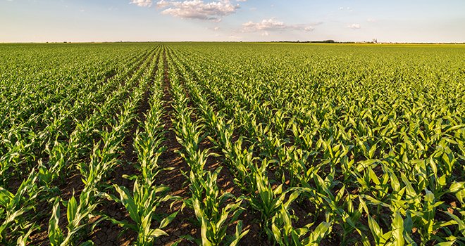 En 2017, les surfaces de maïs grain ont baissé de 4%. ©Oticki/Fotolia