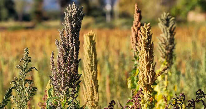 CAPL : protéger l’espace commercial du quinoa. © Estivillml/fotolia