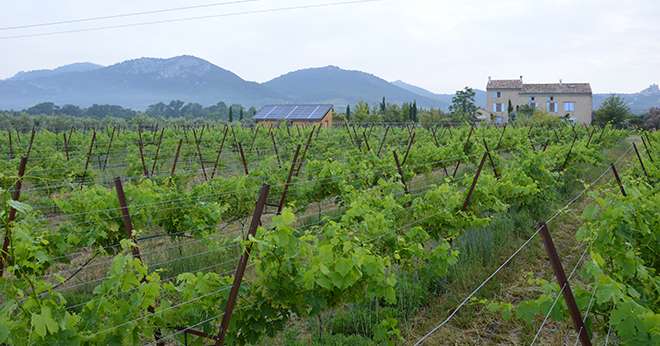 Antédis reprend Novex, spécialisée dans les essais protection et nutrition des plantes de la vigne. Photo : C. Even/Pixel Image