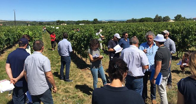 Les visites d’essais fongicides vigne du réseau Agrosud se sont tenues les 7, 12 et 13 juillet derniers à Saint-Félix-de-Lodez et Villeneuve-lès-Maguelone. Photo : DR