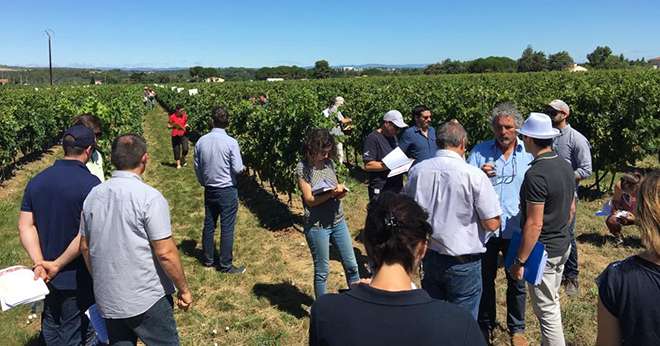 Les visites d’essais fongicides vigne du réseau Agrosud se sont tenues les 7, 12 et 13 juillet derniers à Saint-Félix-de-Lodez et Villeneuve-lès-Maguelone. Photo : DR