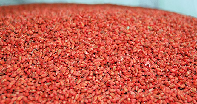 Les semences de ferme, ici enrobées, ont progressé en 2016 pour des raisons vraisemblablement  économiques. © L. Theeten / Pixel Image 