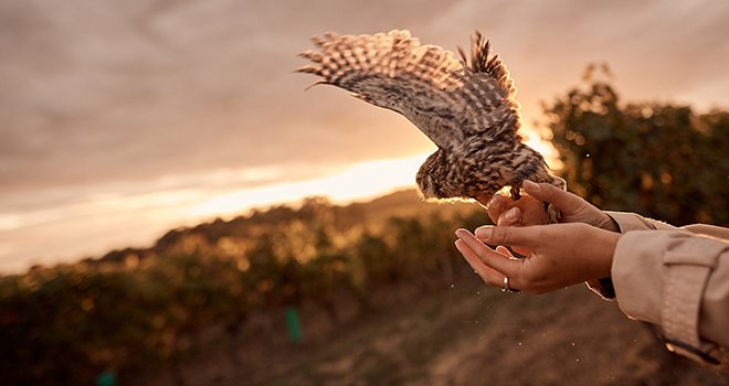 Les vignerons de Buzet investissent dans la biodiversité. © Les vignerons de Buzet