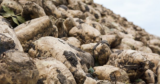 Lors de la campagne 2016, les neuf sucreries de Tereos vont transformer 15 millions de tonnes de betteraves, récoltées sur une surface de 180000 hectares. Photo : Agata Kowalczyk-Fotolia