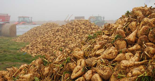 Avec l'arrêt des quotas betteraviers, la France pourrait exporter 1 à 2 millions de tonnes de sucre dès 2017. Photo : M. Lecourtier/Pixel image