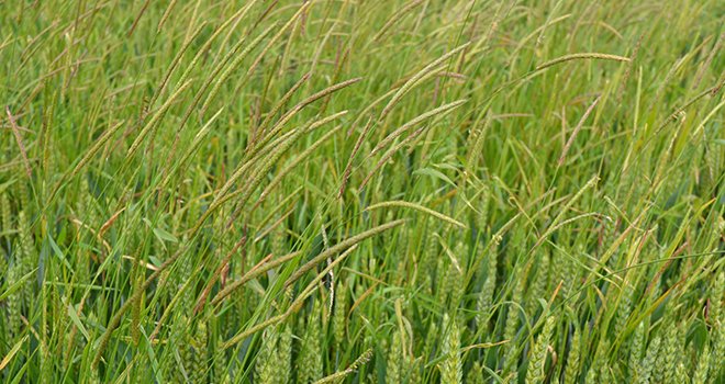 BASF, Certis, Dow, FMC et UPL devraient obtenir prochainement de nouvelles homologations d’herbicides et fongicides céréales. Photo : S.Bot/Pixel image