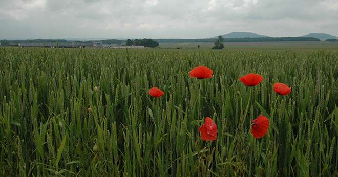 Avec Arylex active, Dow AgroSciences renouvelle sa gamme antidicotylédones céréales. Photo : H.Grare/Pixel Image