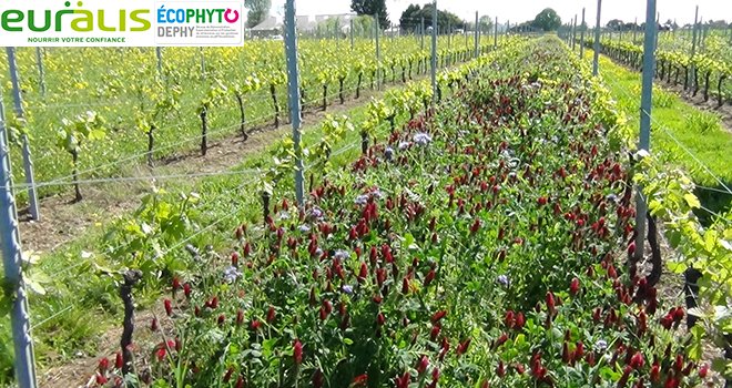 Dix propriétés viticoles girondines sont maintenant engagées dans le réseau Dephy d'Euralis. Photo : R. Poissonnet/Pixel image