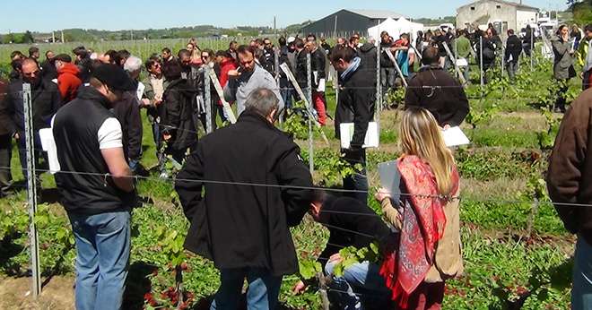 220 professionnels étaient présents mercredi 27 avril 2016, en Gironde, pour la deuxième journée Tech'Vigne d'Euralis. Photo: R. Poissonnet/Pixel Image