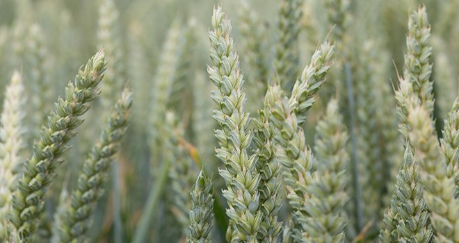 Saaten-Union et Semences de France ont trouvé un accord de partenariat afin de diffuser les innovations en blé hybride. DR