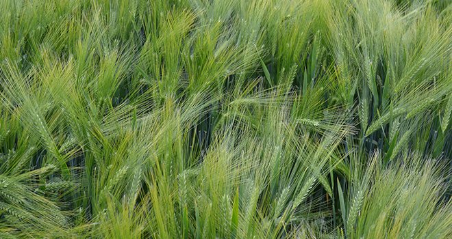 Découvrez les nouvelles variétés de blé dur, seigle et triticale pour les semis d’automne 2016. Photo : S.Bot/Pixel image