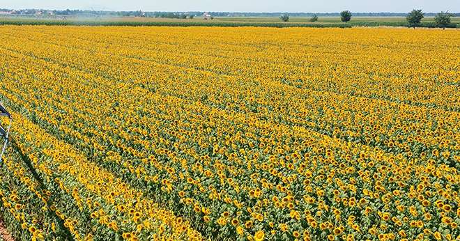 Cette année, la CAC a récolté 460 ha de tournesol semences. Photo : CAC