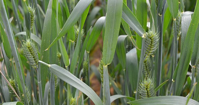 Outre les sorties prochaines en fongicides céréales et produits de biocontrôle pour 2016-2017, Syngenta mise fortement sur les semences de blés hybrides pour 2020 en France. Photo : S.Bot/Pixel image