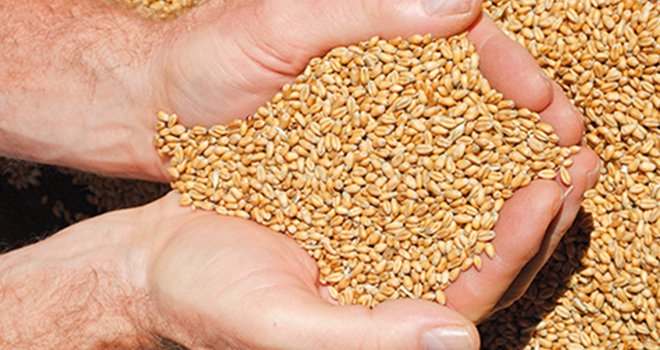 Le marché du blé dur est très volatil car il est peu substituable. Photo : Robert Asento/Fotolia
