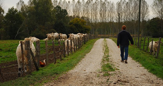 L'élevage de bovins viande représente 104 000 emplois directs en équivalents temps plein dans les exploitations agricoles. Photo : M. Lecourtier/Pixel image. 