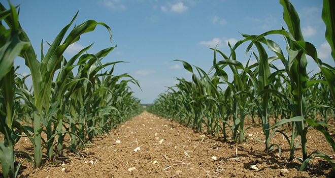 Un des axes de développement est de diminuer les IFT herbicides en maïs grâce au drone. © H. Grare / Pixel Image