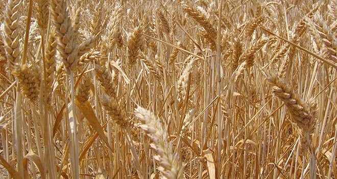 La teneur minimale en protéines du blé est essentielle. Photo: A. Guillaume/Pixel Image