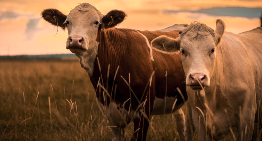 L'Idele indique que «la forte baisse de l'offre à abattre soutient les cours des vaches les mieux conformées». © Jonatan Rundblad/AdobeStock
