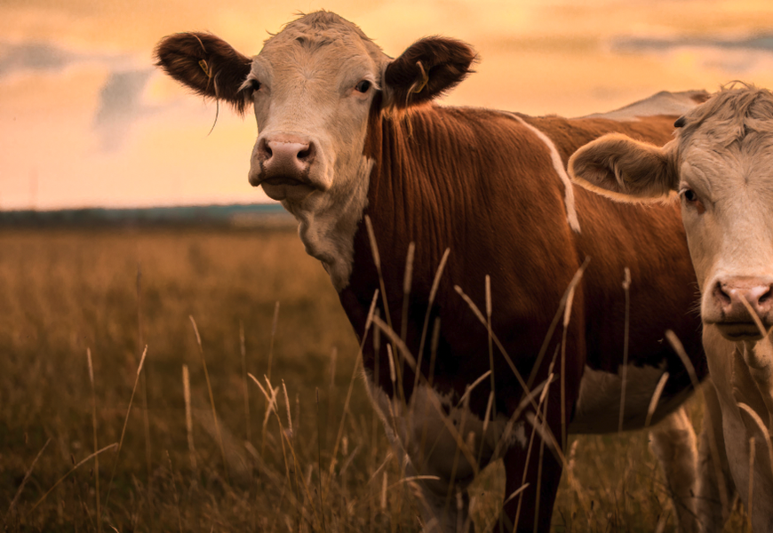 Les cours de la viande bovine toujours en hausse