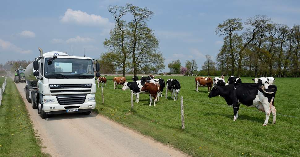 Nestlé souhaite engager une trentaine d'éleveurs adhérents de l'ULM d'ici la fin de l'année. © 	S. Leitenberger / Adobe Stock