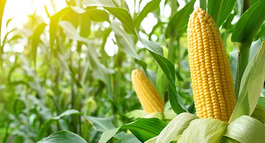 En 2023, les semis ont été retardés dans la majorité des secteurs de production du maïs fourrage, en raison d’un mois d’avril plutôt frais et relativement humide. ©Paitoon / Adobe stock 
