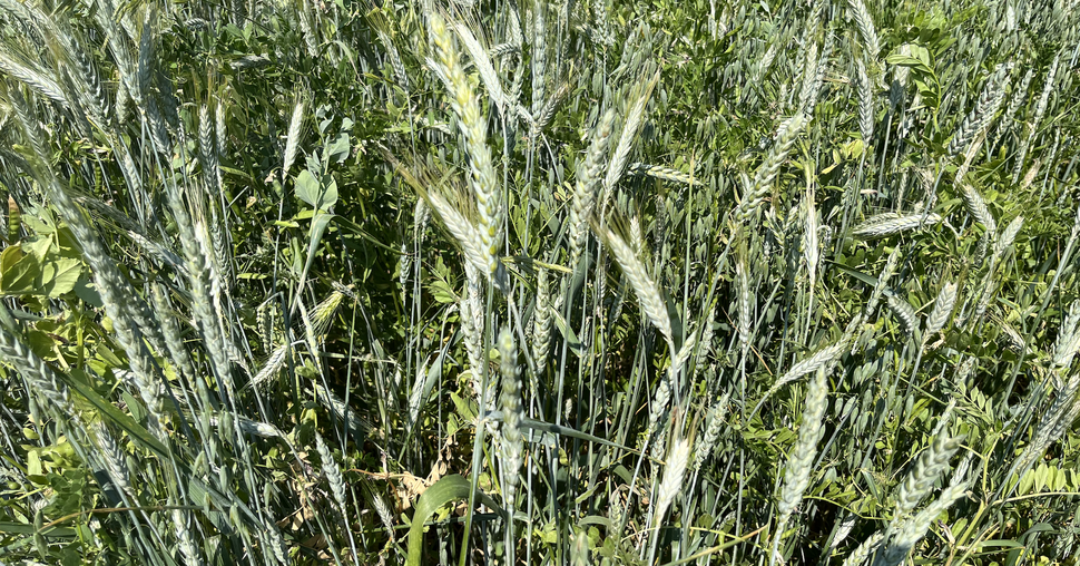 Au Salon de l'herbe, Lidéa a présenté son méteil Lidmeslin Prima. ©Pixel6TM