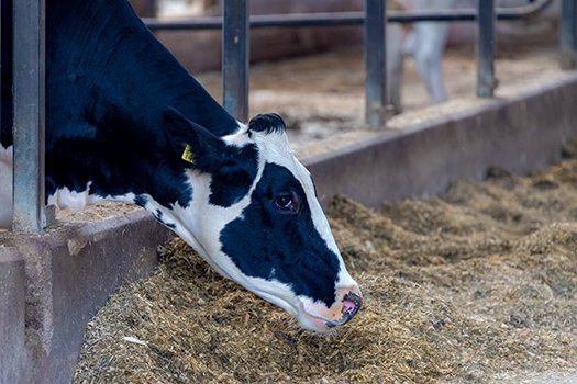 Pour optimiser la production laitière, la coopérative danoise mise sur la génétique scandinave. © Sarawut / Adobe Stock