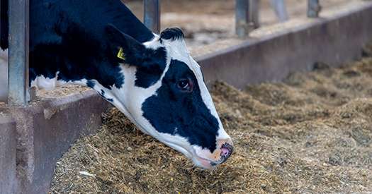 Pour optimiser la production laitière, la coopérative danoise mise sur la génétique scandinave. © Sarawut / Adobe Stock