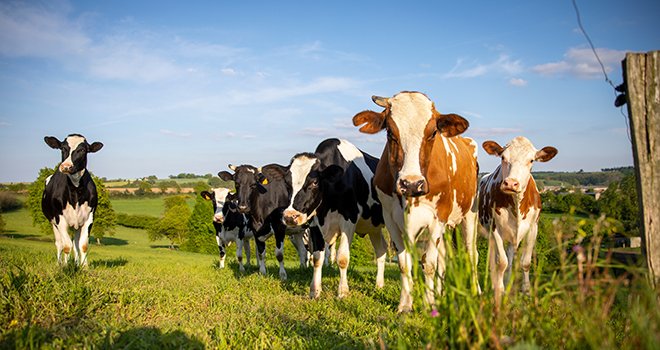 Troupeau de vaches laitières dans les champs en France. © Thierry Ryo/ Adobe Stock