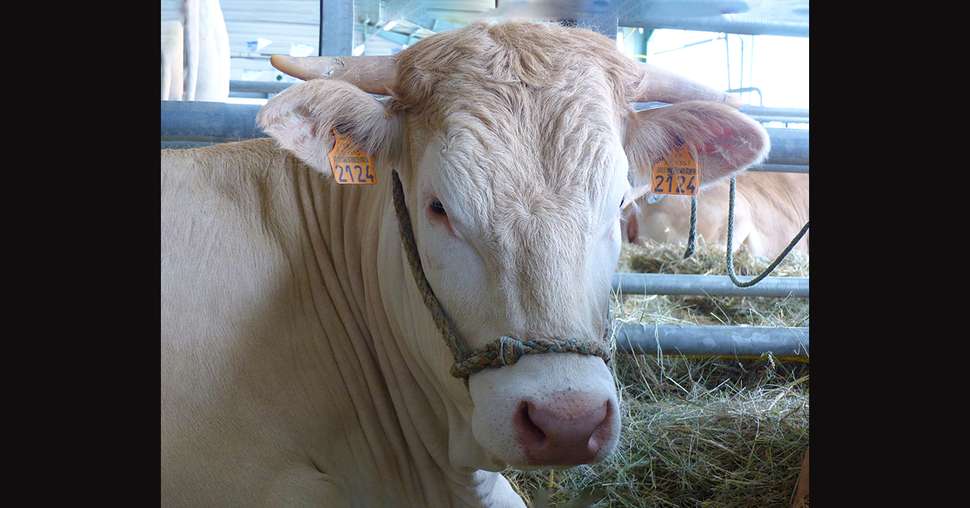 Le concours national de la race blonde d'Aquitaine se tiendra du 8 au 11 septembre 2023, à Châteaubriant (44), dans le cadre de la foire millénaire de Béré. Photo : Catherine Perrot