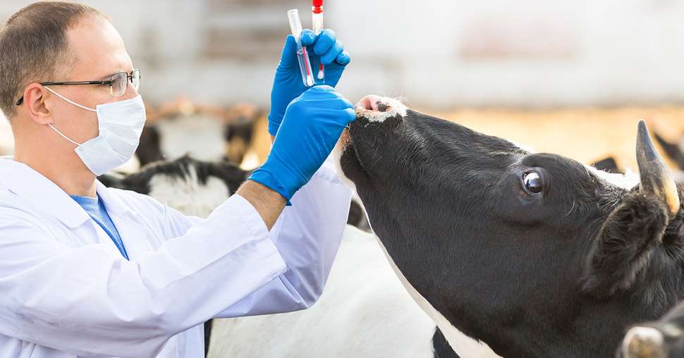 Quatre nouveautés réglementaires contre la tuberculose bovine. Photo : JENOCHE/Adobe stock 