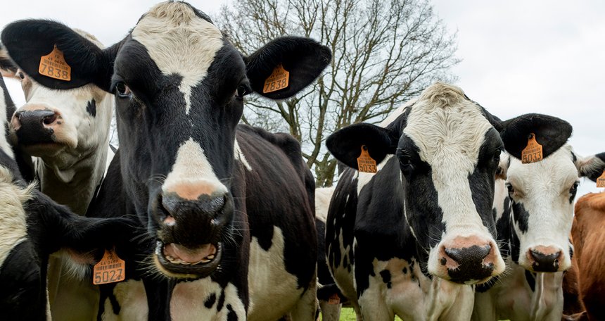 La production laitière devrait diminuer de 2% par an d'ici 2032. Photo : O. Amy/Cniel
