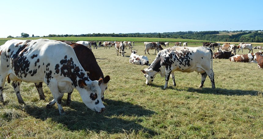 La collecte laitière a baissé dans le sud de l’Europe et augmenté dans les pays du Nord. Une situation qui s’explique par les conditions climatiques. Photo : E. Bordon