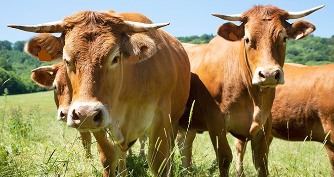La vache U standard cotait 5,87 €/kg de carcasse à son pic d’avant-fêtes en semaine 49, contre 5,08 €/kg lors du même pic en 2021. © Cynoclub/Abode Stock