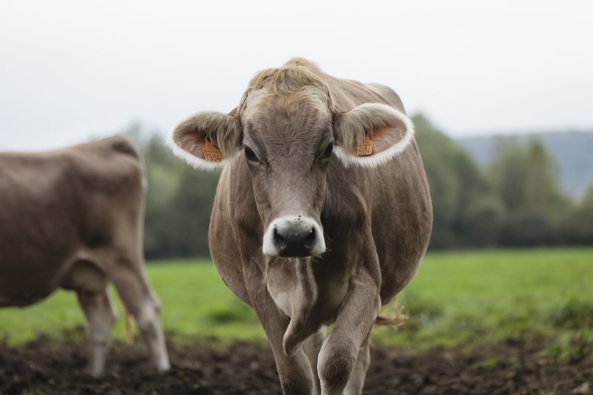 La vache brune se dote d'un nouvel ISU. Crédit: L. PAGE / CNIEL 