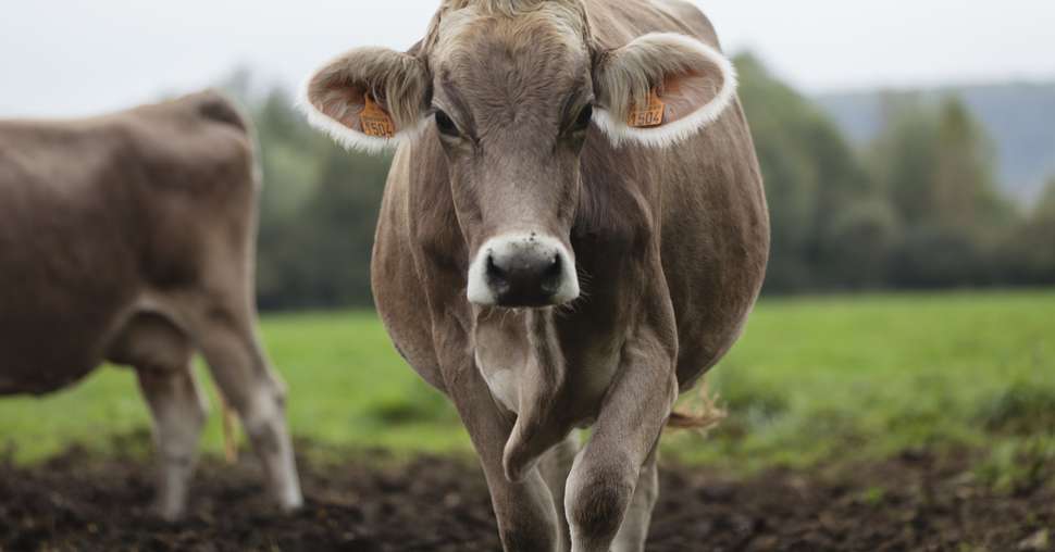 La vache brune se dote d'un nouvel ISU. Crédit: L. PAGE / CNIEL 