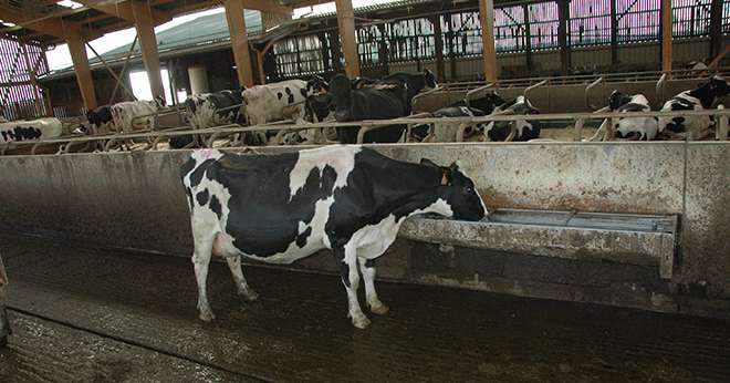 Les abreuvoirs doivent se situer entre 70 et 75 cm à la fois pour améliorer le confort des vaches et limiter le salissement. © H. Flamant / Le Paysan Lorrain