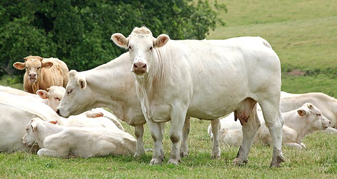 Des abattages dynamiques en vaches allaitantes. © Hcast/AdobeStock